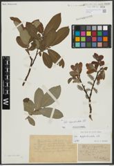 Foto von Salix appendiculata Vill.
